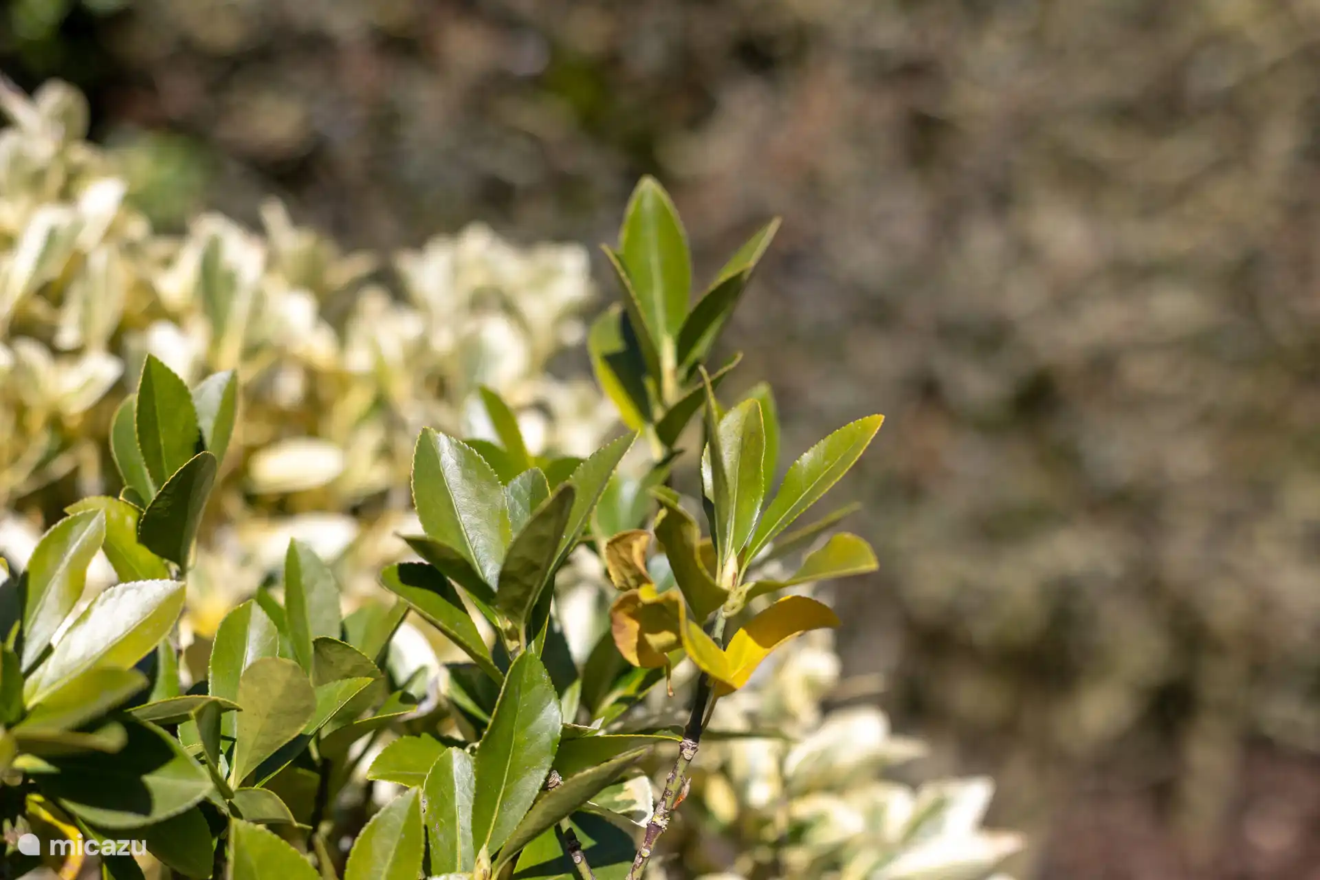 Profitez de la verdure dans le jardin.