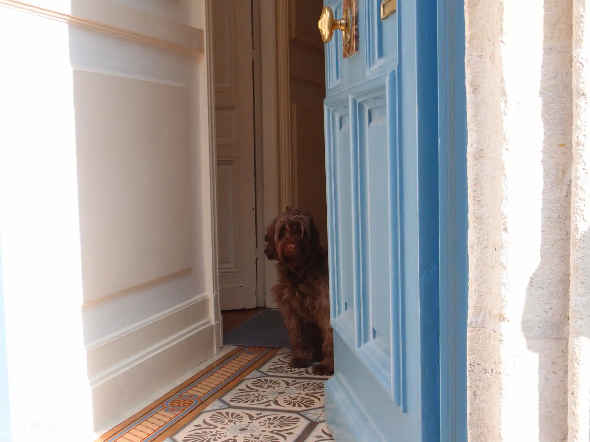 Haustiere sind nicht erlaubt: wir haben jetzt 2 kleine Hunde!! 