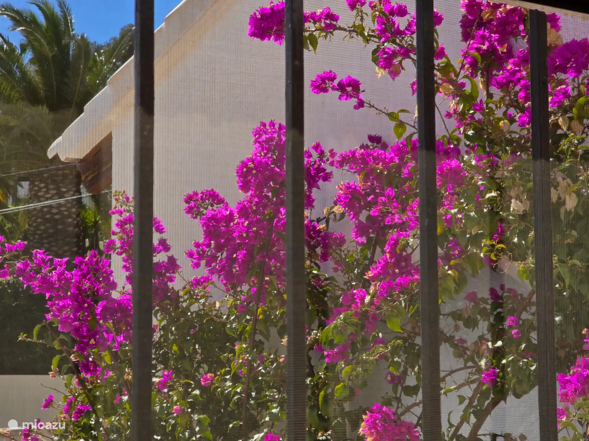 Die berühmte Bougainvillea