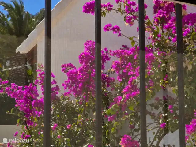 Rayo de Sol | Espagne, Costa Blanca, Benitachell - bungalow Le célèbre bougainvillier