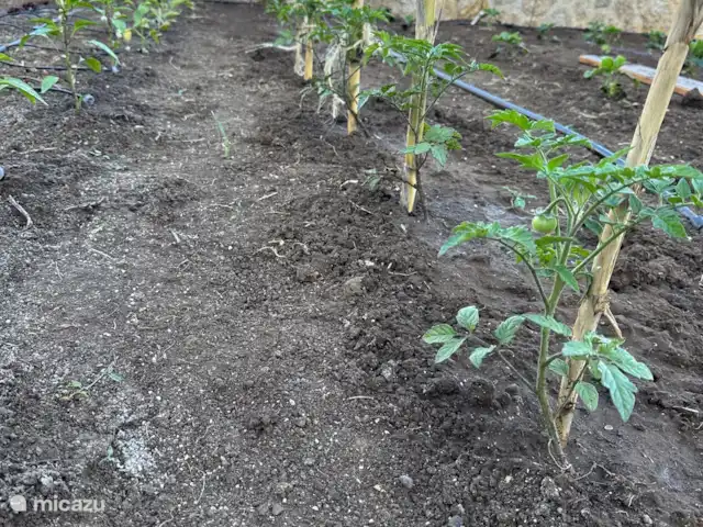 Location de Vacances Grèce, Grèce centrale, Paleros, pension / maison d’hôtes / chambre privée - Vassiliki Jardin