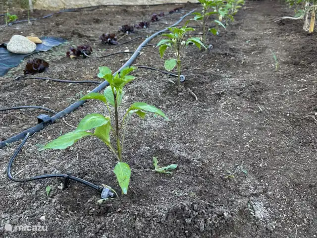 Location de Vacances Grèce, Grèce centrale, Paleros, pension / maison d’hôtes / chambre privée - Vassiliki Jardin