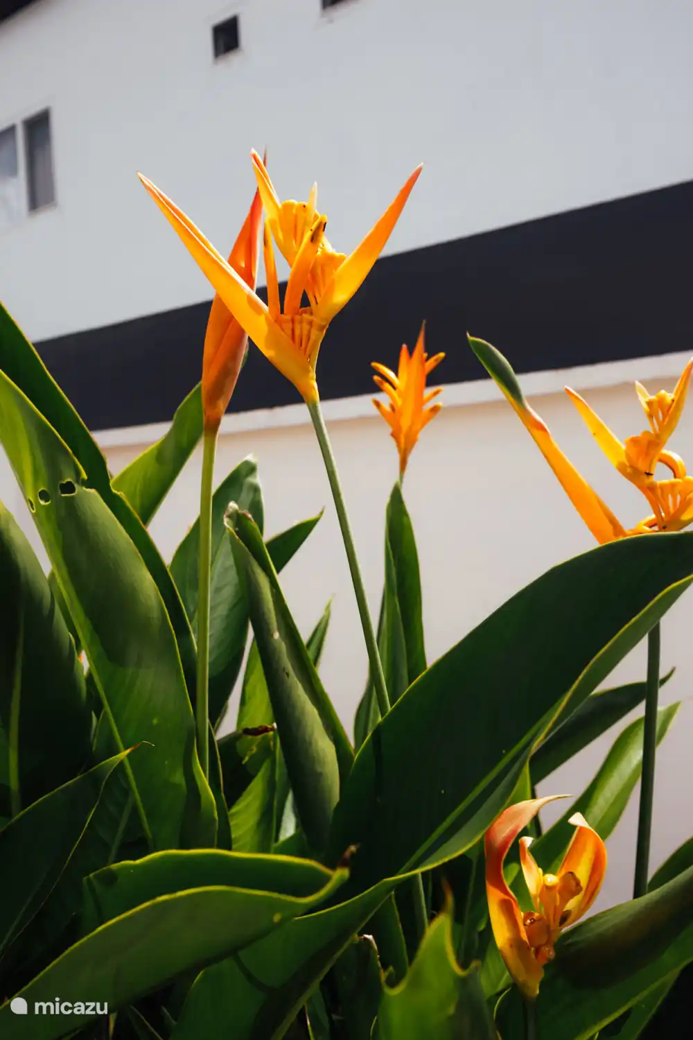 Plants in the garden