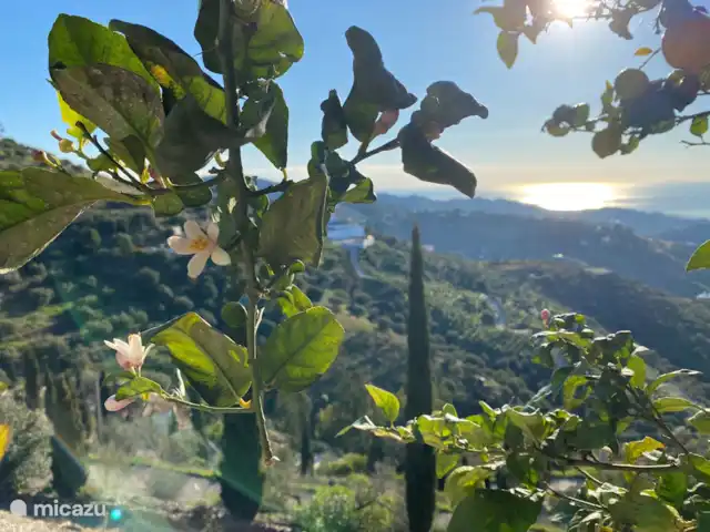 Villa Lantana huren in Spanje, Andalusië, Sayalonga - villa Uitzicht