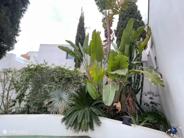 Ibiza-Aout-Location appartement Golf | Espagne, Ibiza, Roca Llisa - appartement Jardin