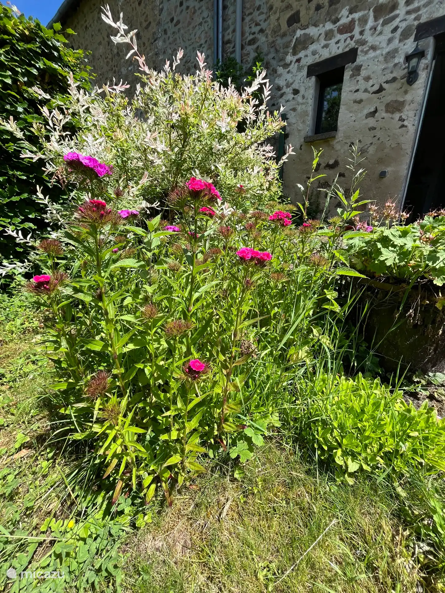 Im Garten gibt es schöne Blumen und große Obstbäume.