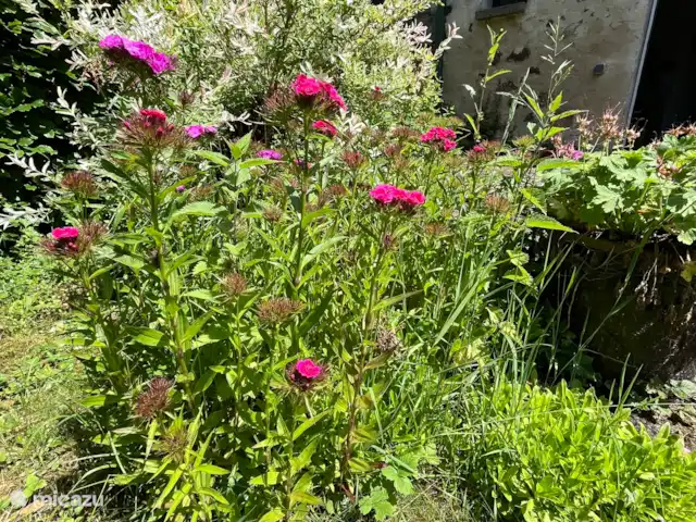 Le Chapeau huren in Frankrijk, Nièvre, Ouroux-en-Morvan - vakantiehuis in de tuin staan mooie bloemen en grote fruitbomen.