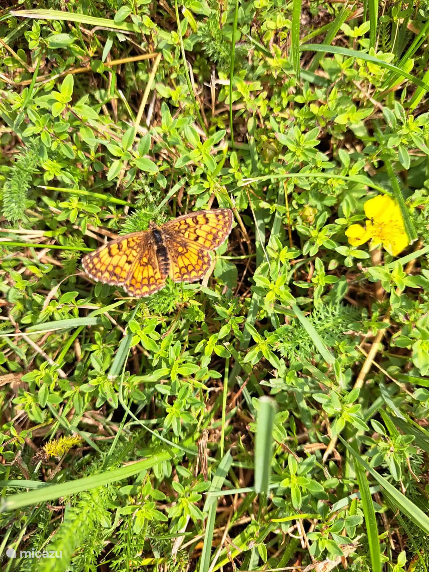 Una de las muchas mariposas especiales