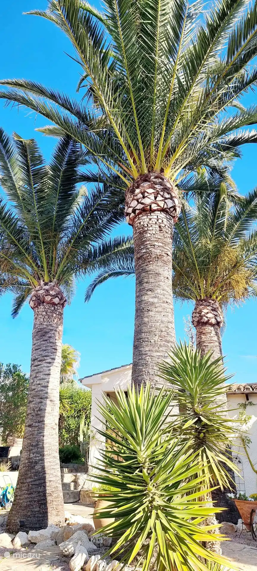 Mediterrane Gärten umgeben das Anwesen wunderschön und verleihen ihm einen Hauch von natürlicher Eleganz und Ruhe.