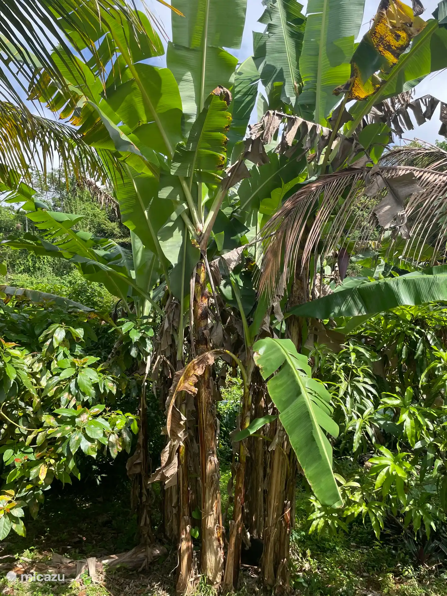 Bananenstauden im Hinterhof