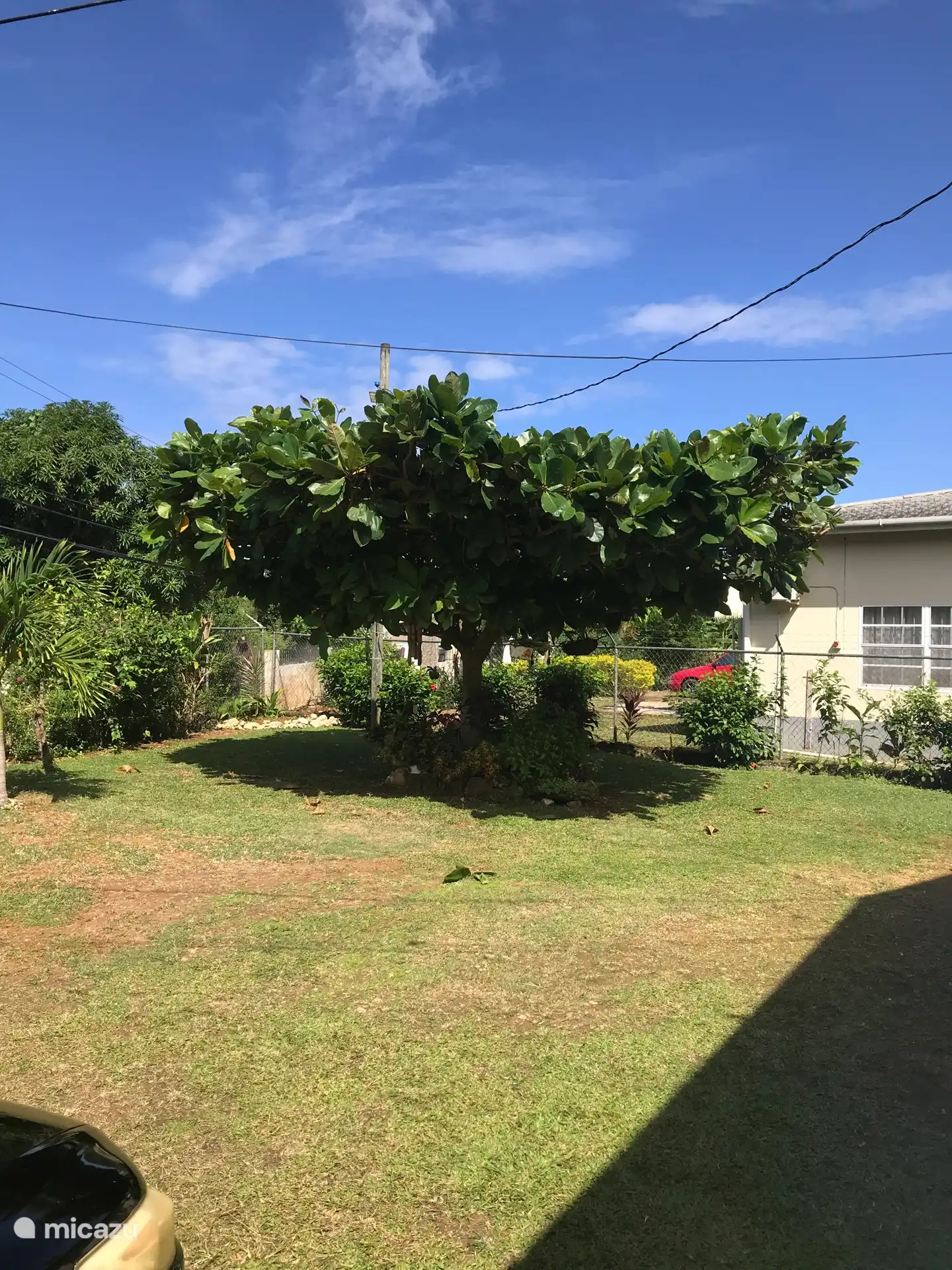 Der Mandelbaum im Vorgarten 