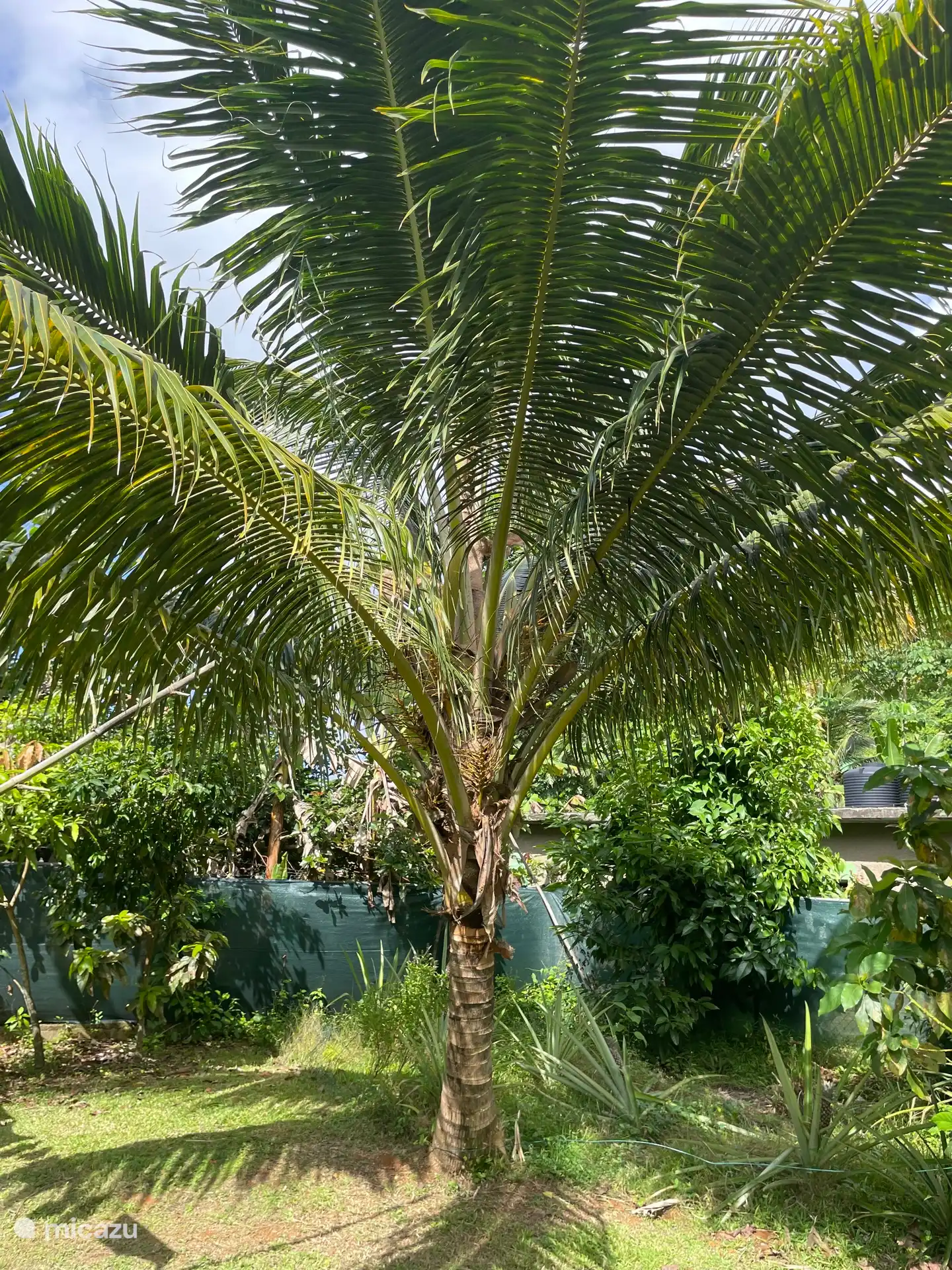 Eine der Palmen im Hinterhof