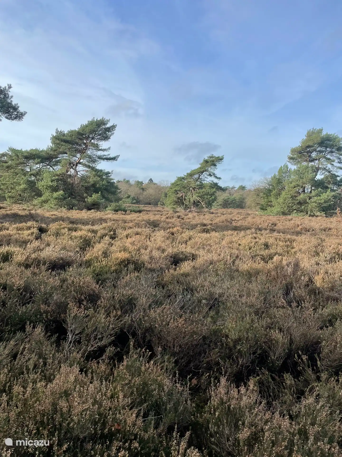 Die Heide im November 