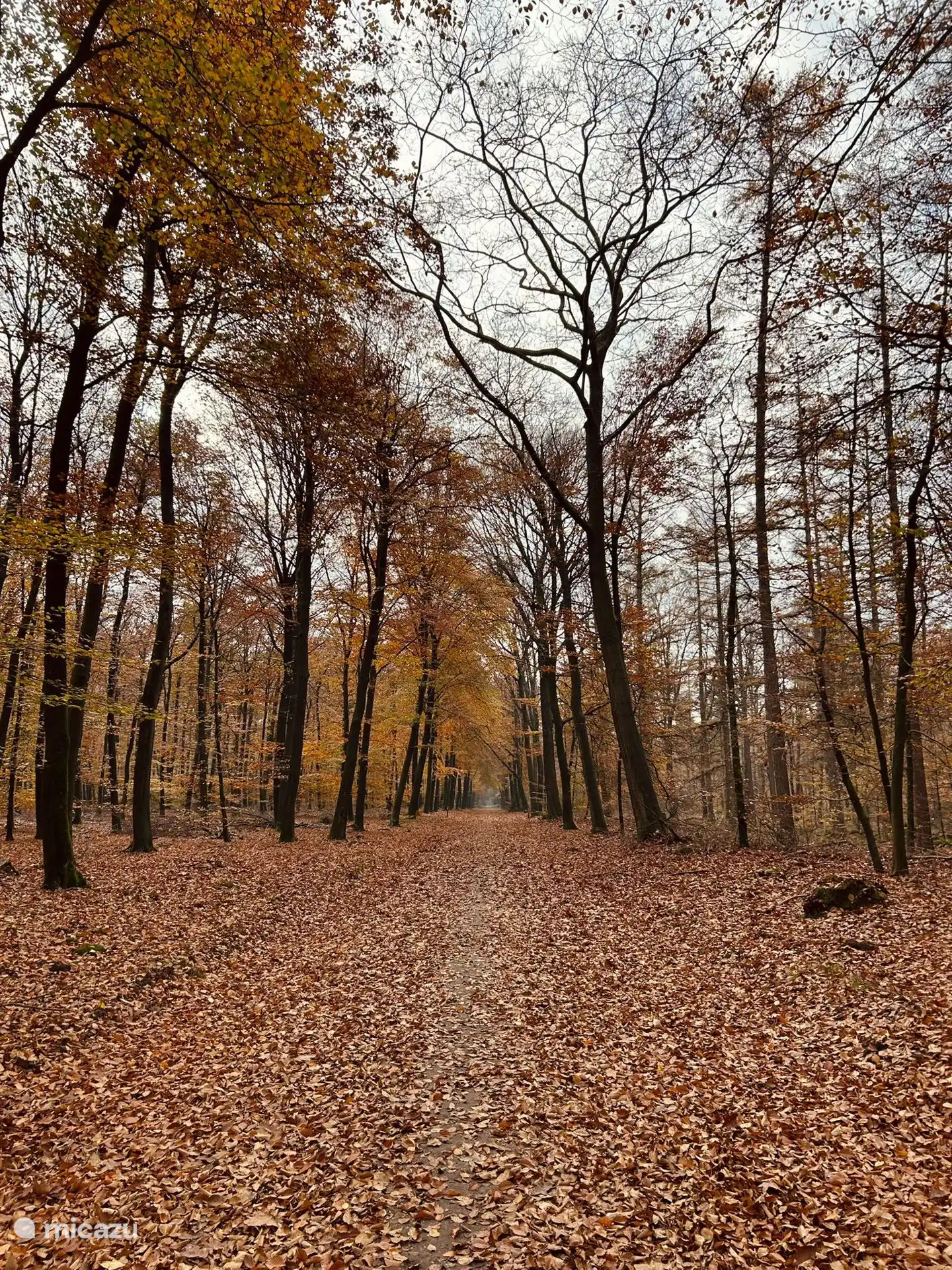 Herbst im Wald