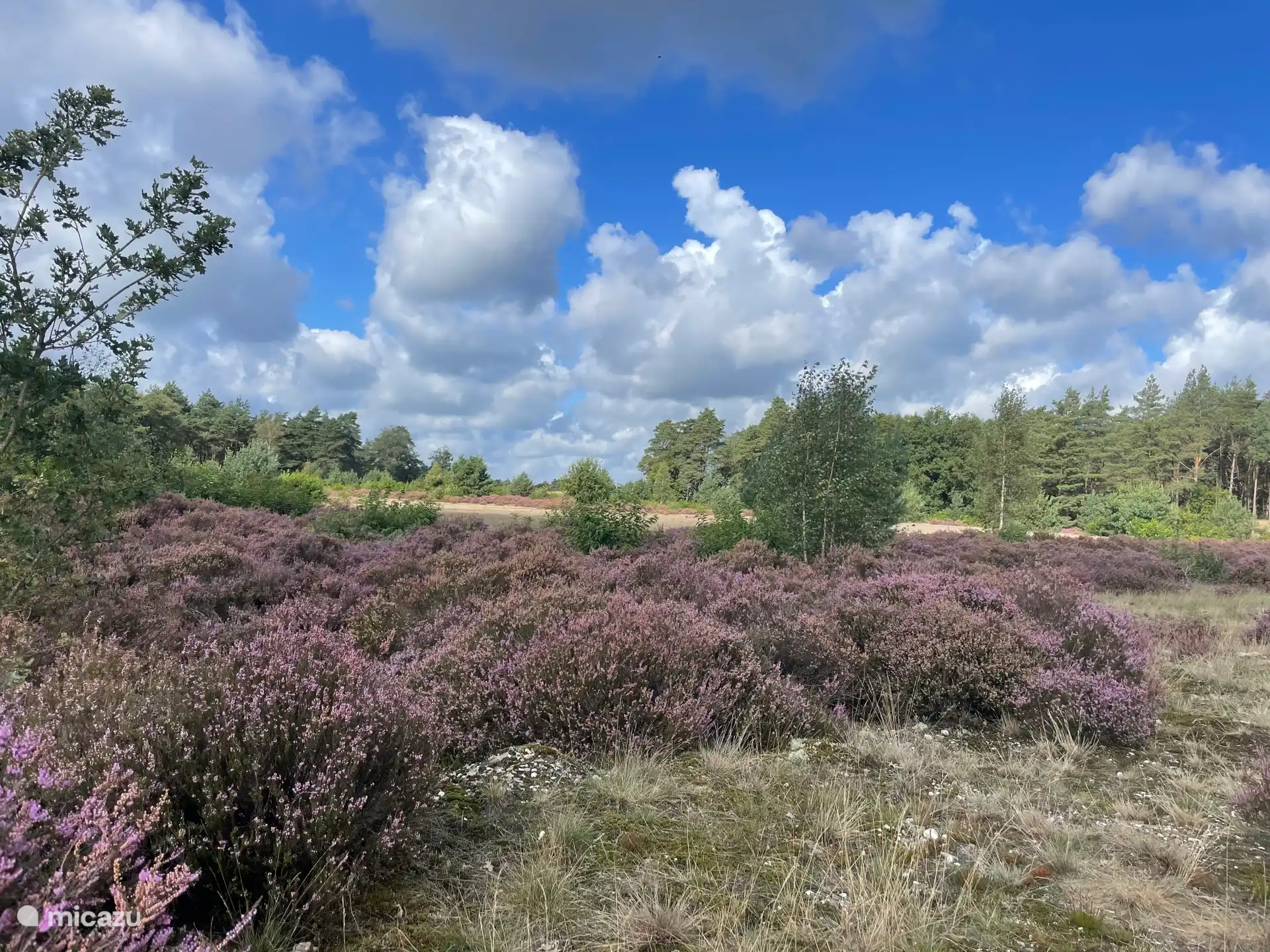 Die schöne Veluweheide
