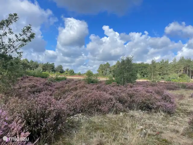 Boshuisje C20 Garderen - La Veluwe | Pays-Bas, Gueldre, Garderen - maison mitoyenne La belle lande de Veluwe