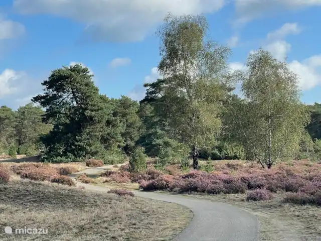 Boshuisje C20 Garderen - La Veluwe | Pays-Bas, Gueldre, Garderen - maison mitoyenne La belle lande de Veluwe