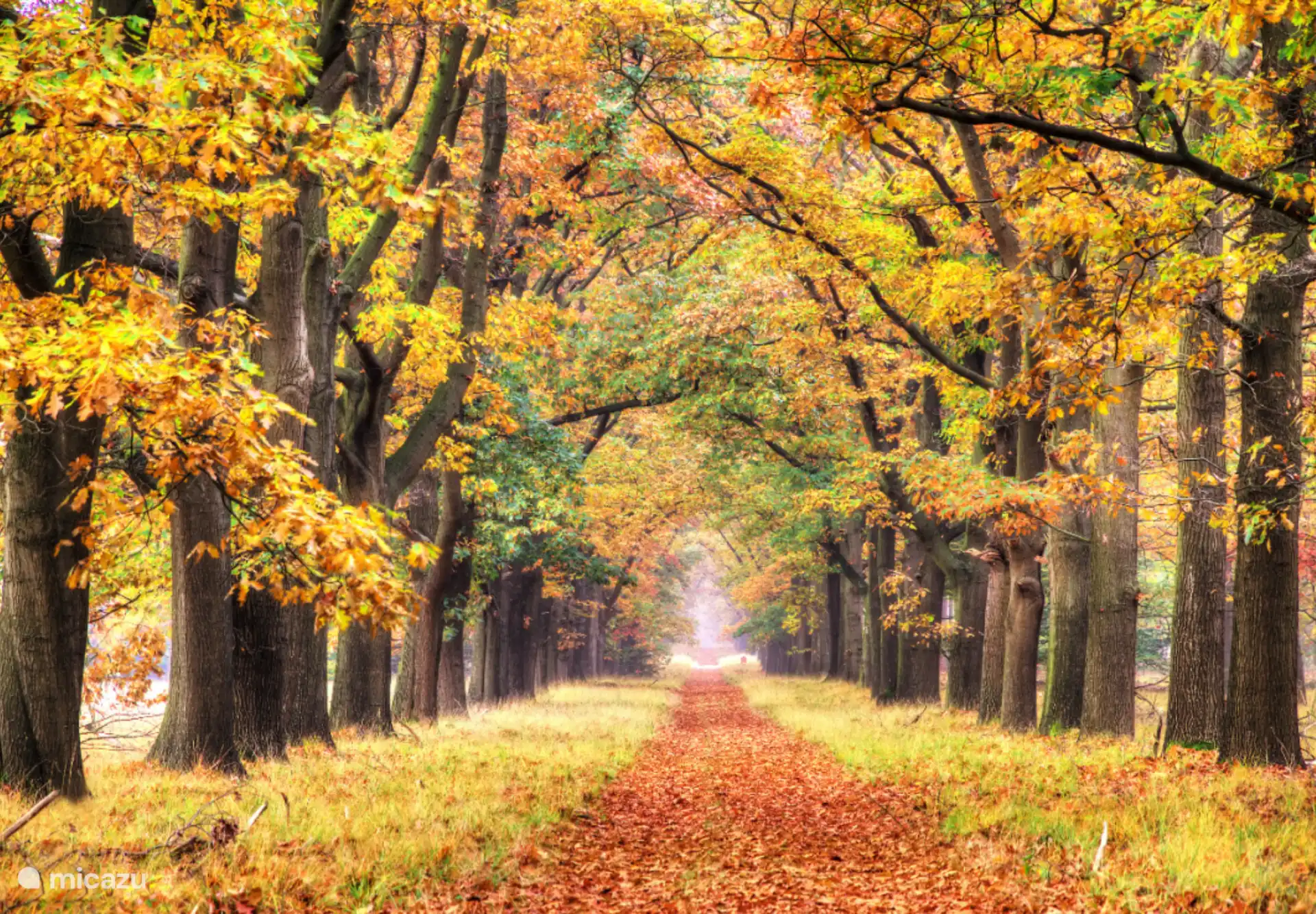 Autumn in the Veluwe 