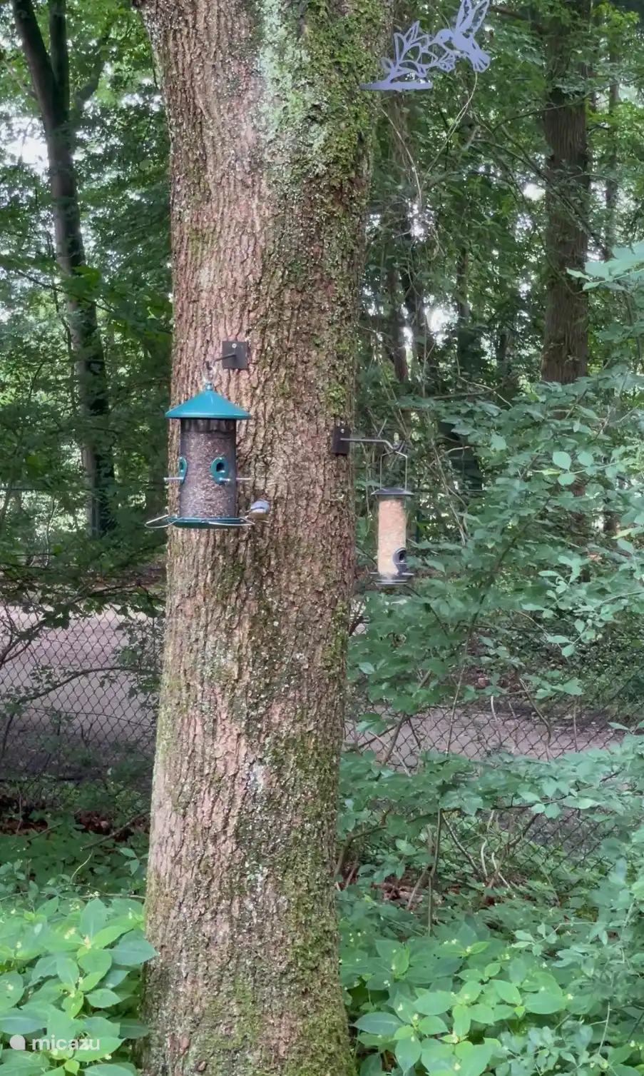 Bring some bird food 