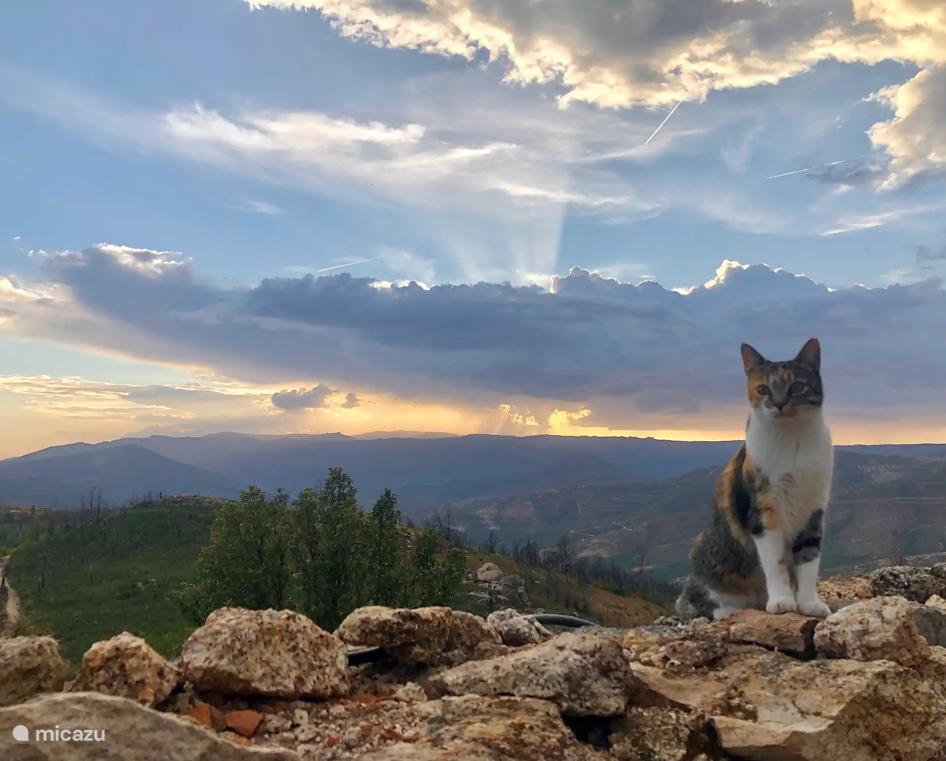 Die Katze und die Aussicht aus dem Gästehaus