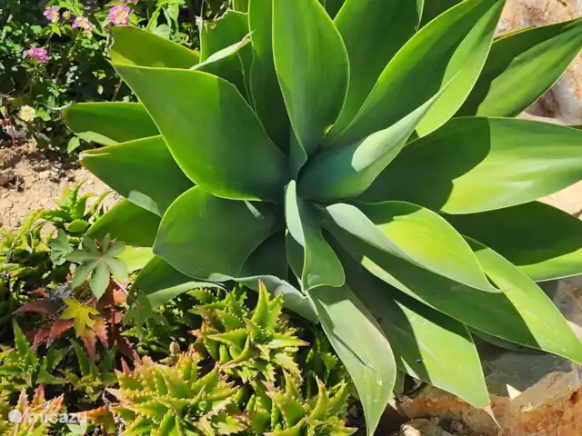 Casa Monzonea huren in Spanje, Costa Blanca, Jávea - vakantiehuis Natuur