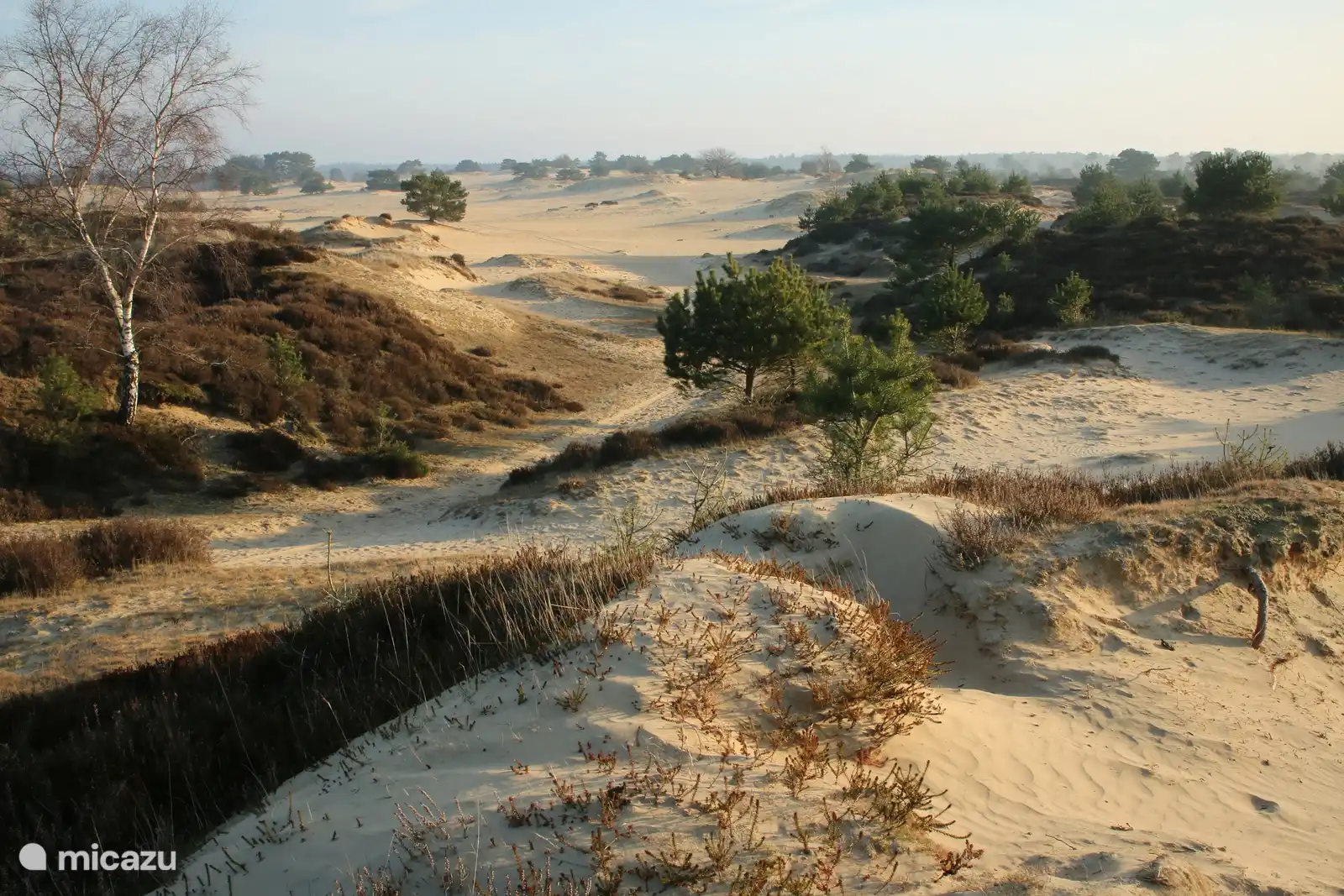 Bald Dunes in Appelscha, 5km from the campsite (Aekingerzand)