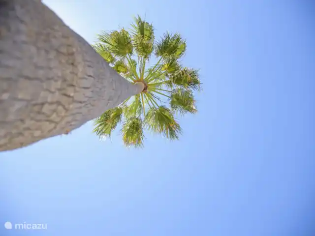Las Palmeras - villa de luxe à Moraira | Espagne, Costa Blanca, Moraira-Teulada - villa Las Palmeras
