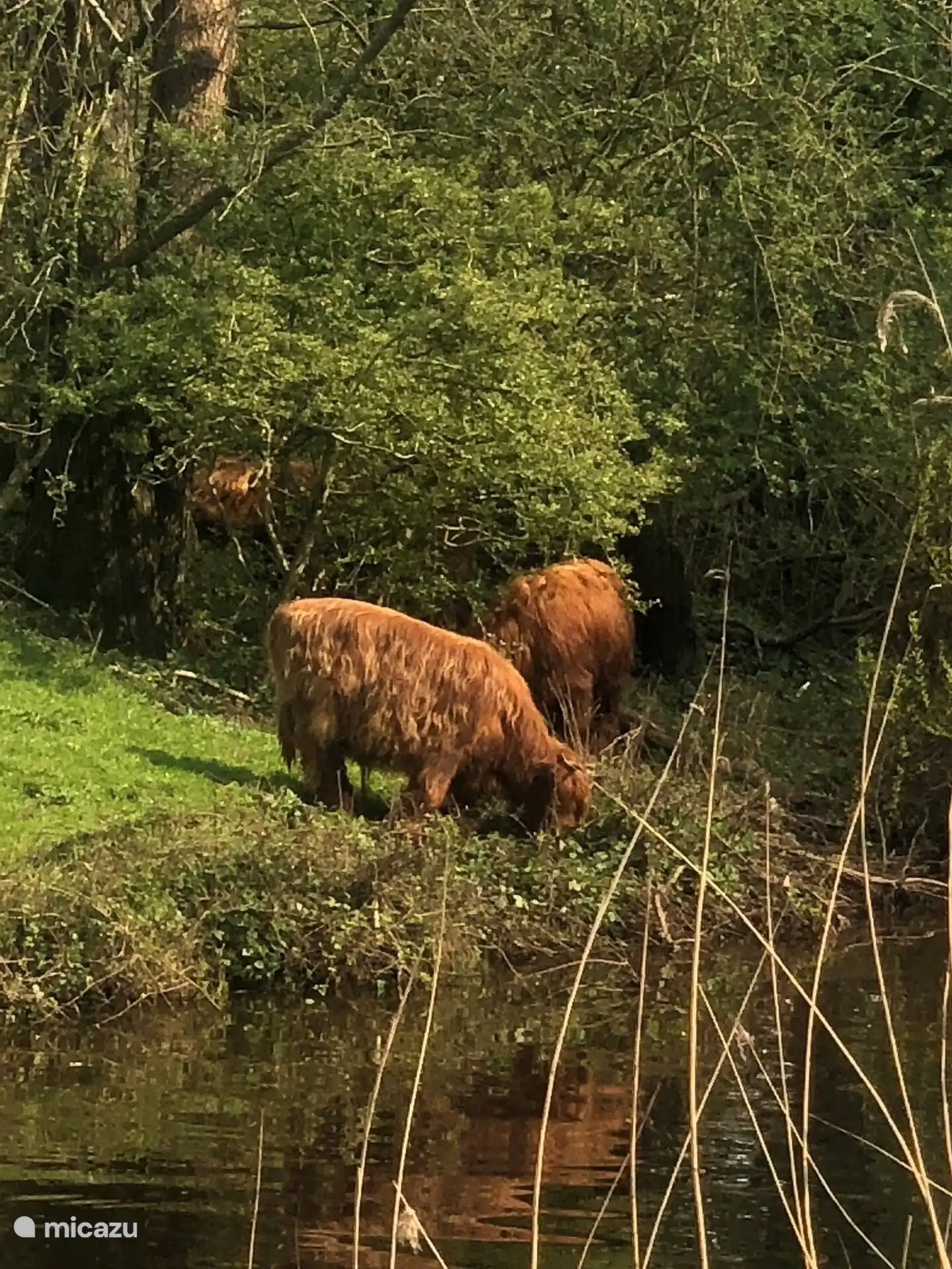 Vechtdaler Hochländer in der Nähe
