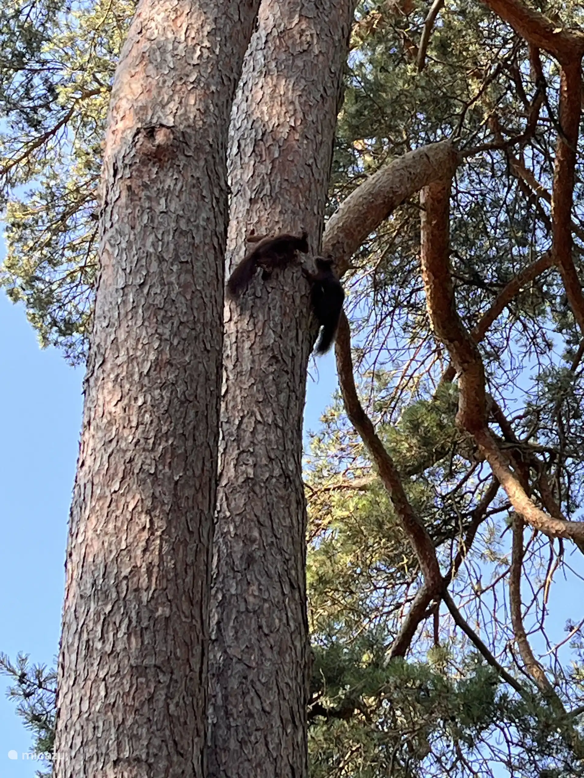 Eichhörnchen-Doppel