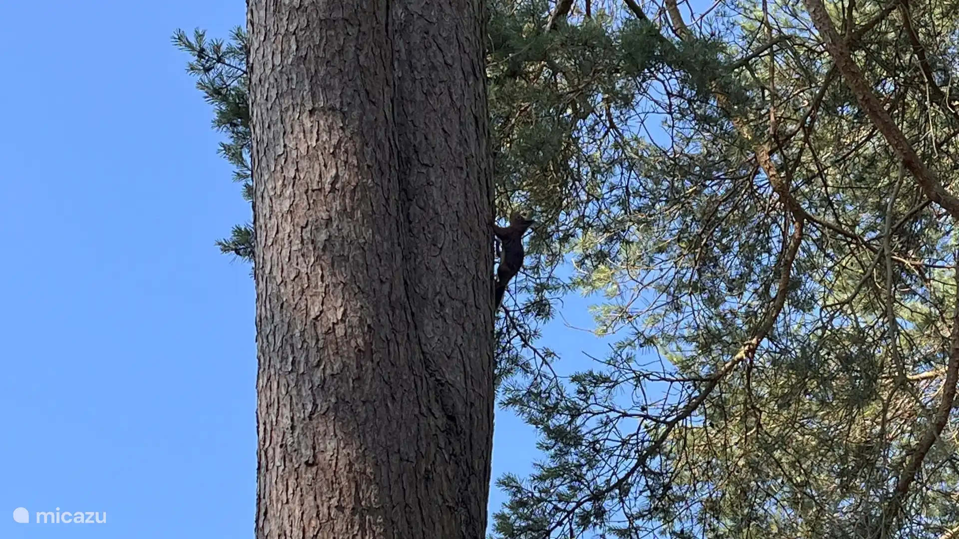 Eichhörnchen einzeln