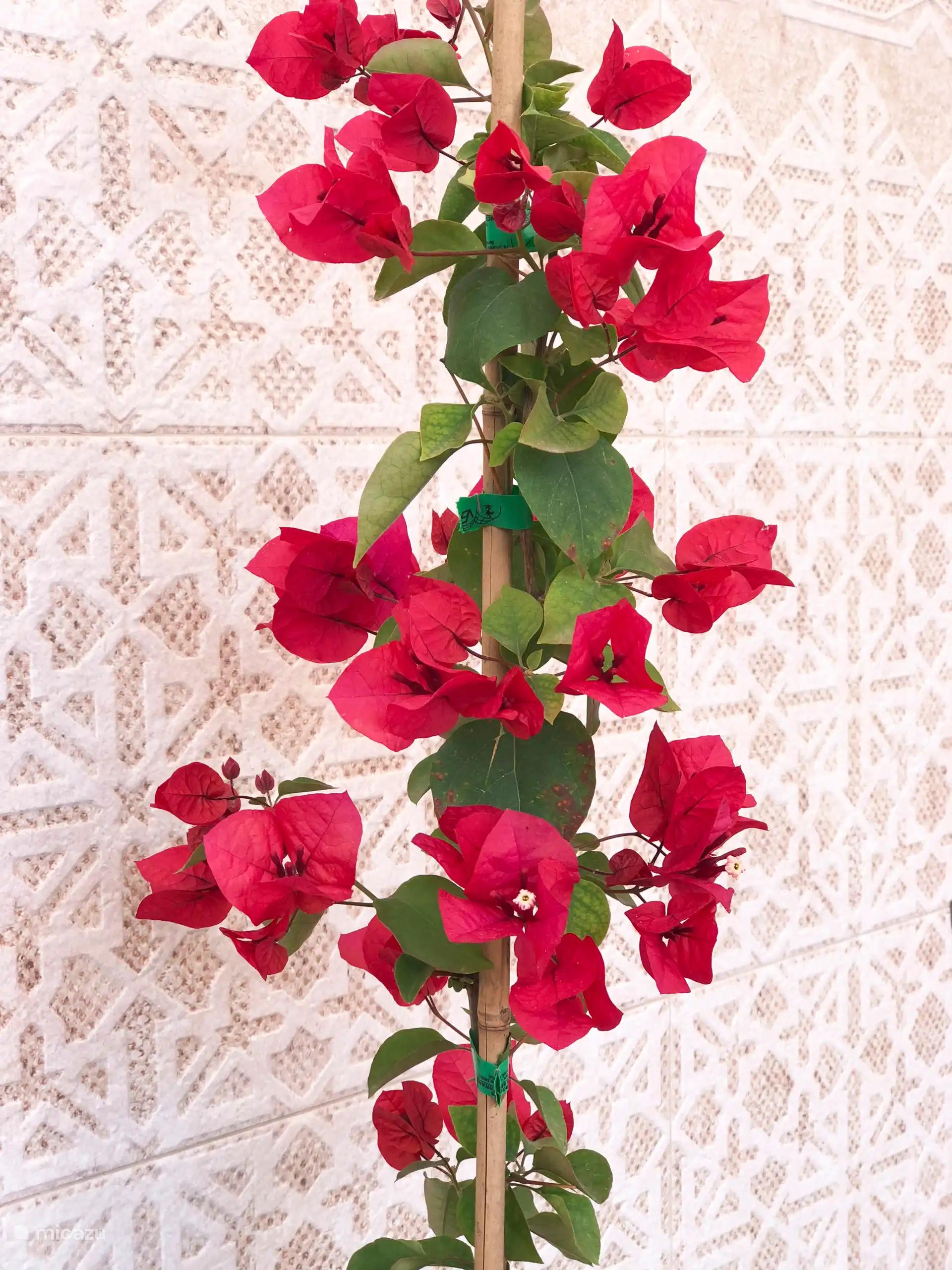 Die Bougainvillea ist meine Lieblingsblume/mein Lieblingsstrauch. Wir versuchen, es auf unserer Terrasse wachsen zu lassen. 