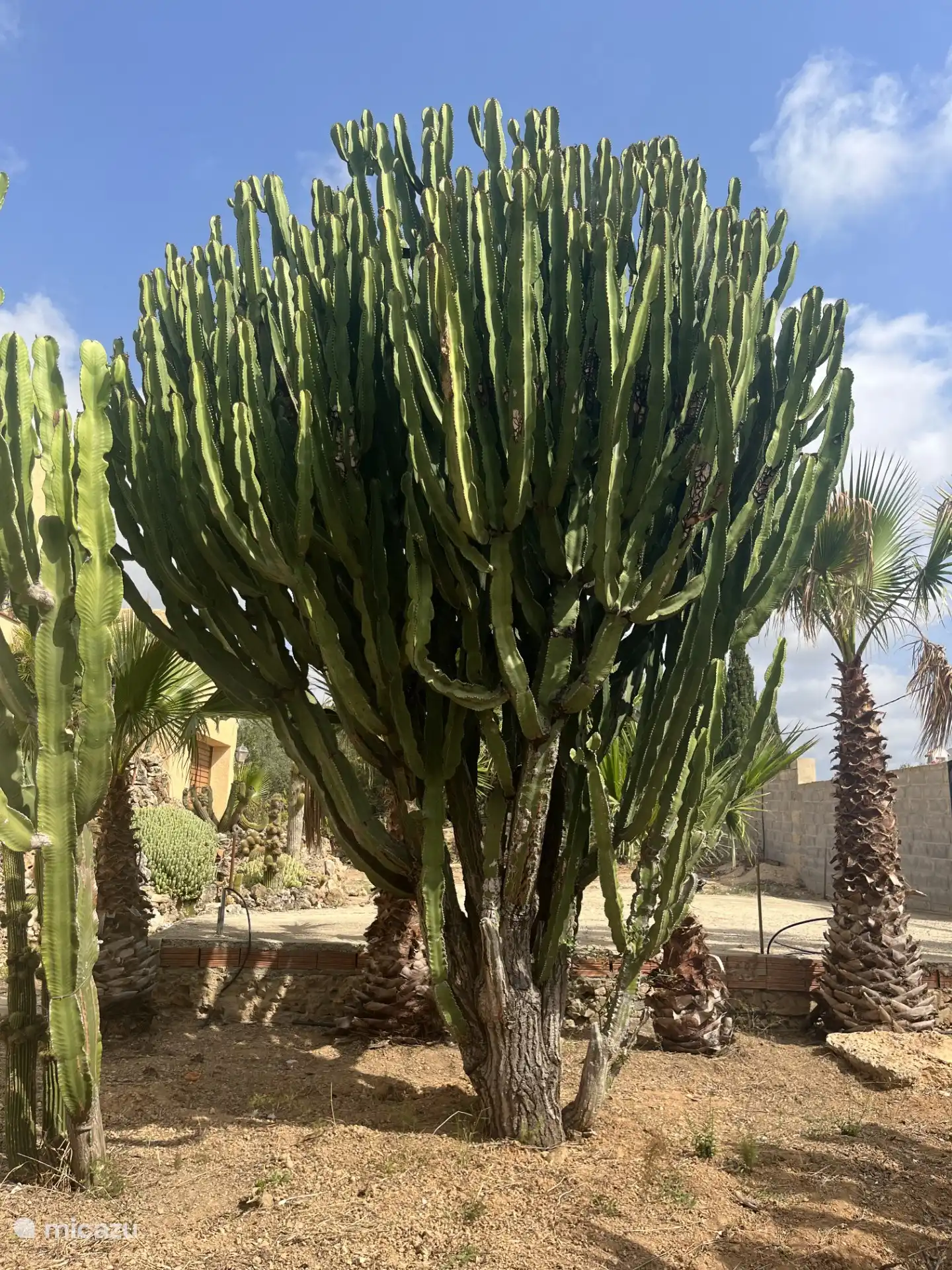 Una de las muchas plantas del jardín