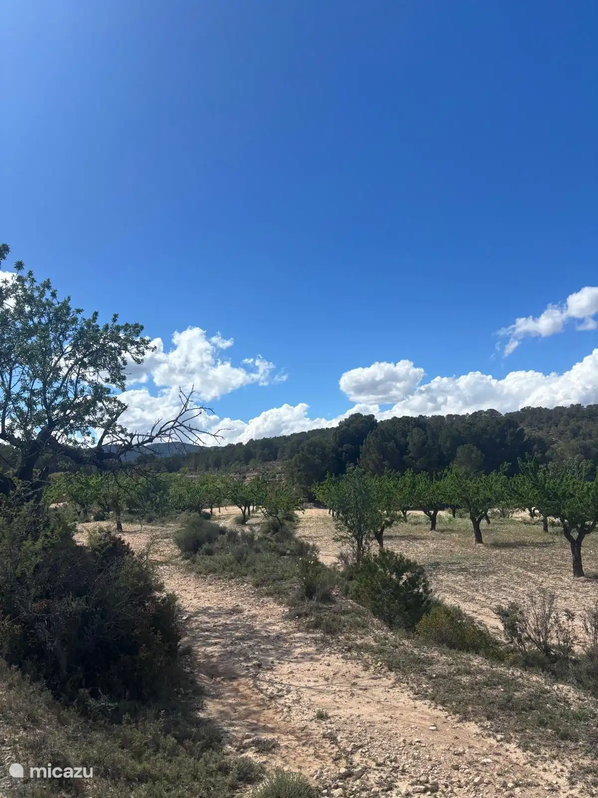 Olive groves and vineyards in the area