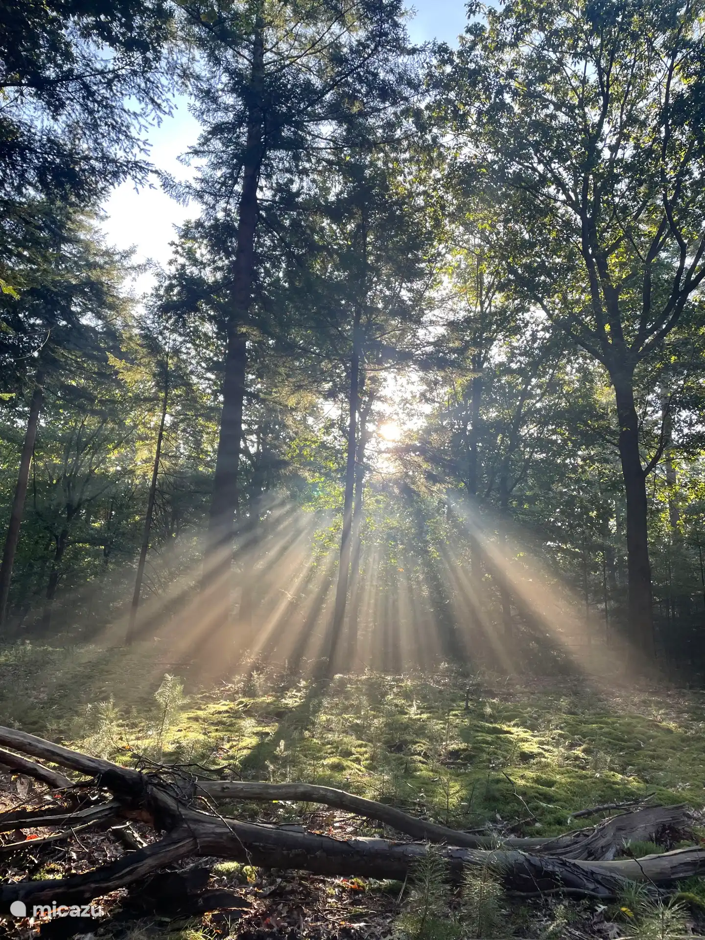 Enjoy the forest from a 5-minute walk from the Forest Villa!