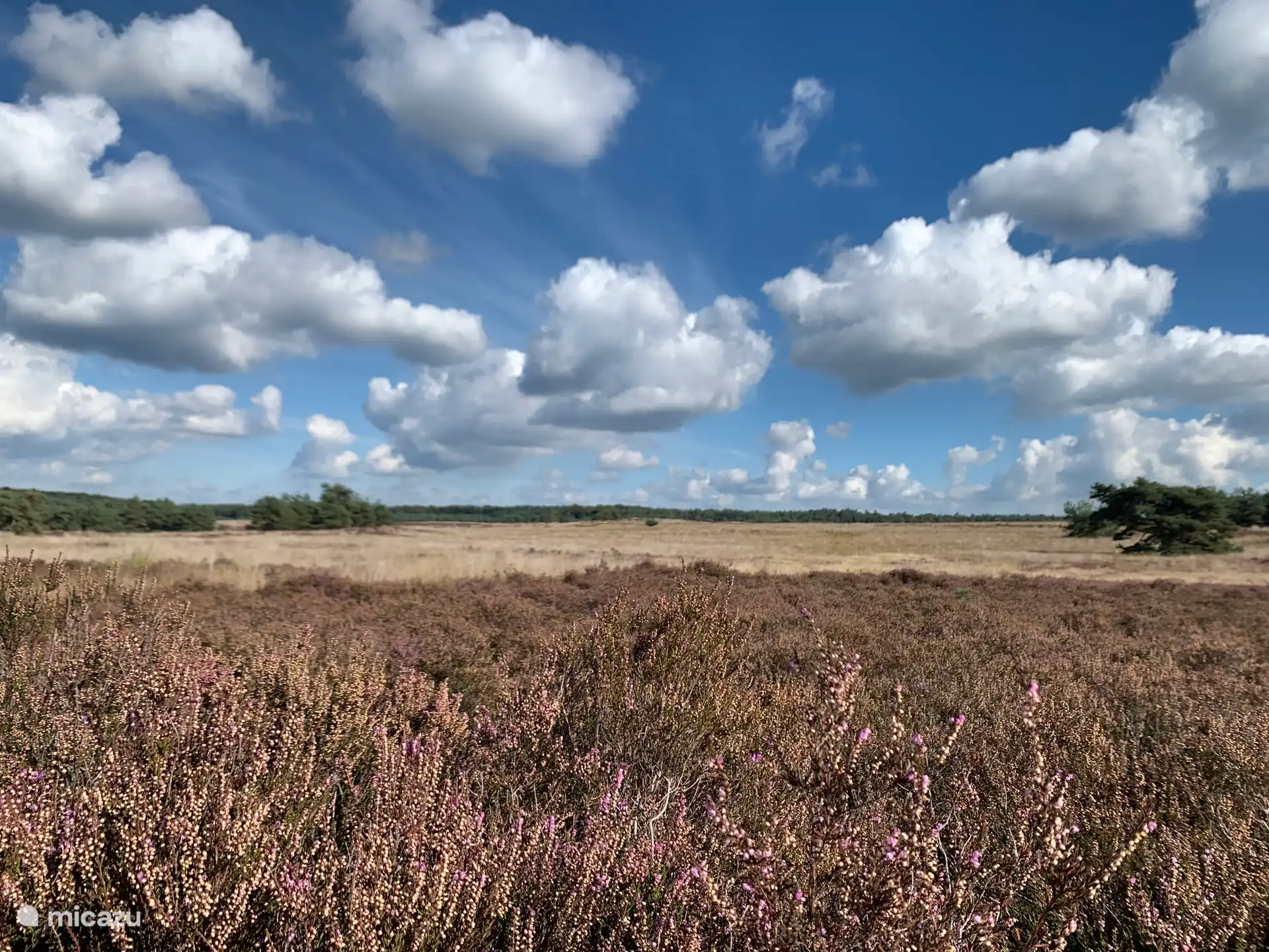 Enjoy the heath and the space