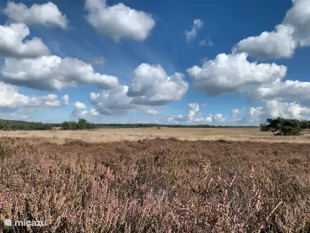 Villa forestière sur la Veluwe (Beekbergen) | Pays-Bas, Gueldre, Beekbergen - maison de vacances Profitez de la bruyère et de l’espace