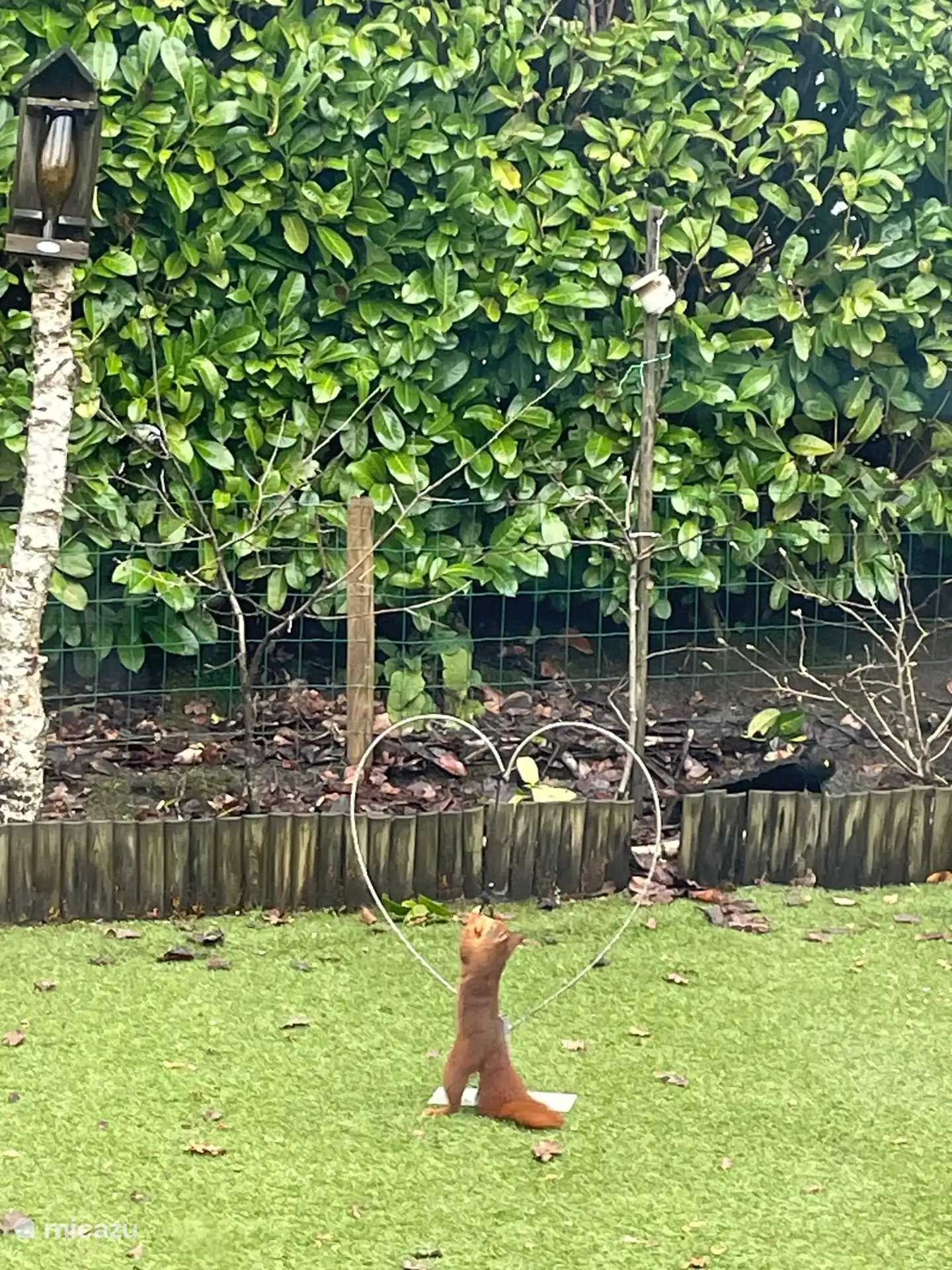 Our garden friend, the squirrel.