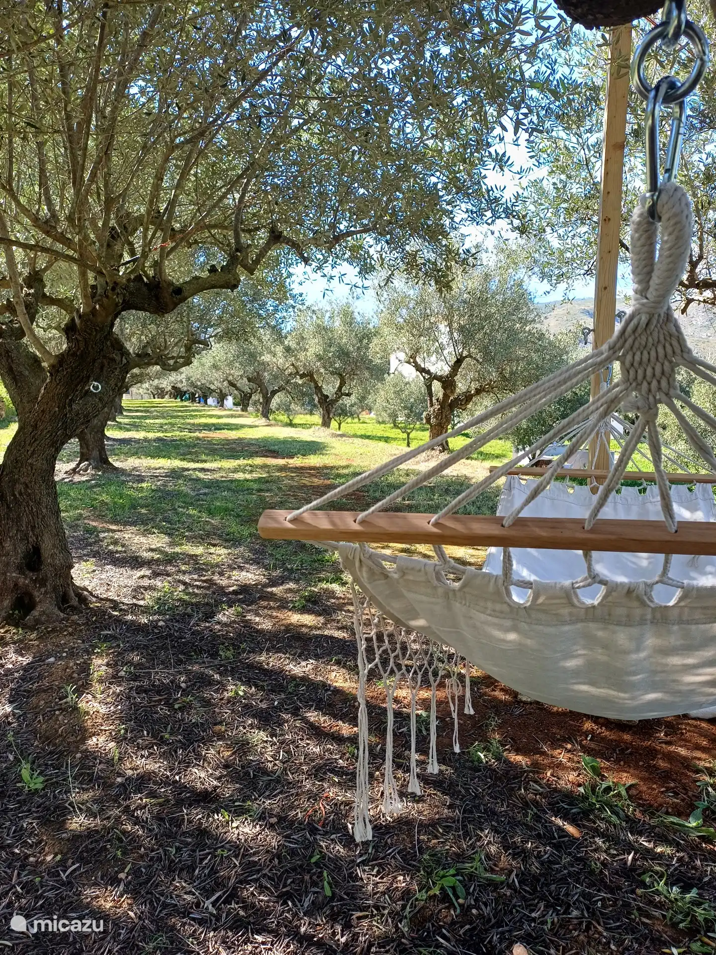 Hamacs dans l’oliveraie