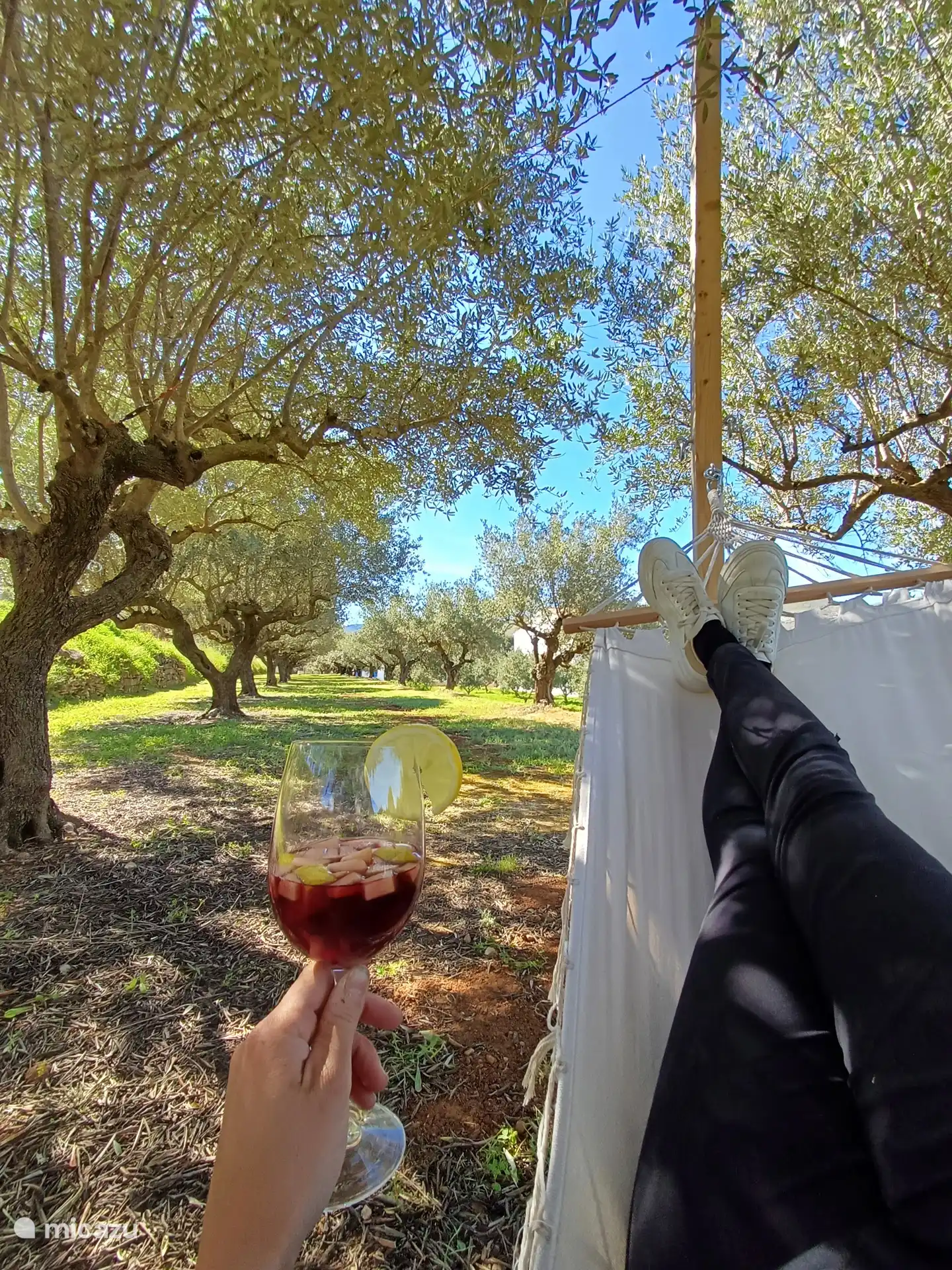 Hamacs dans l’oliveraie