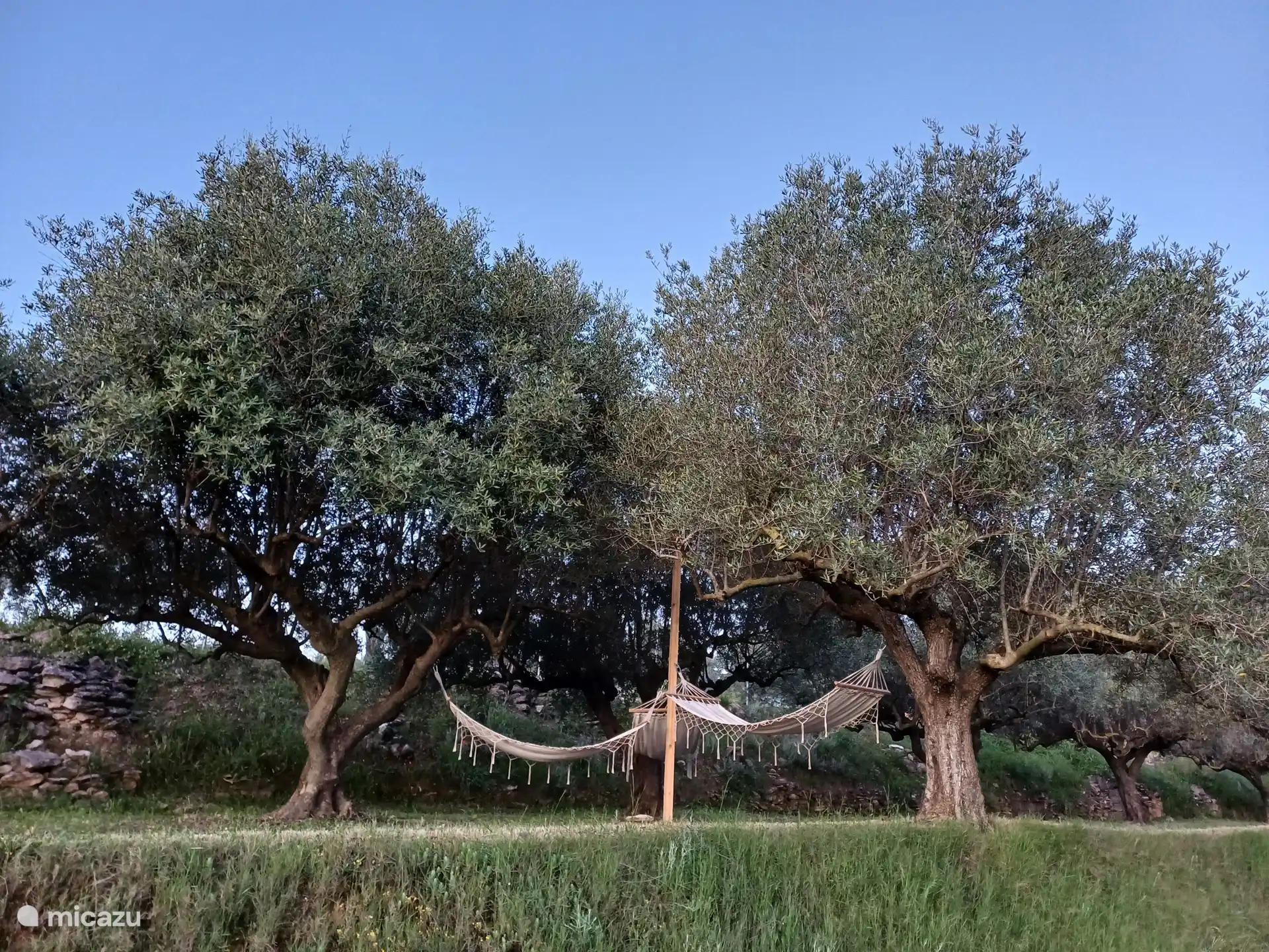 hamacs parmi les oliviers