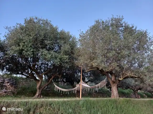 Location de Vacances Espagne, Costa de Valencia, Ontinyent, chambres d'hôtes - Casa Vitalidad hamacs parmi les oliviers