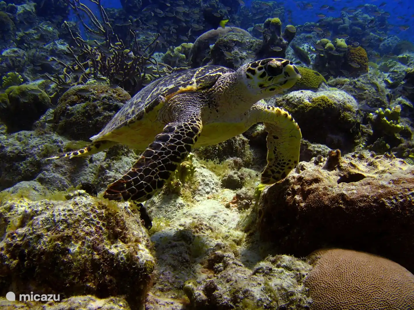 La plongée est magnifique ici. 