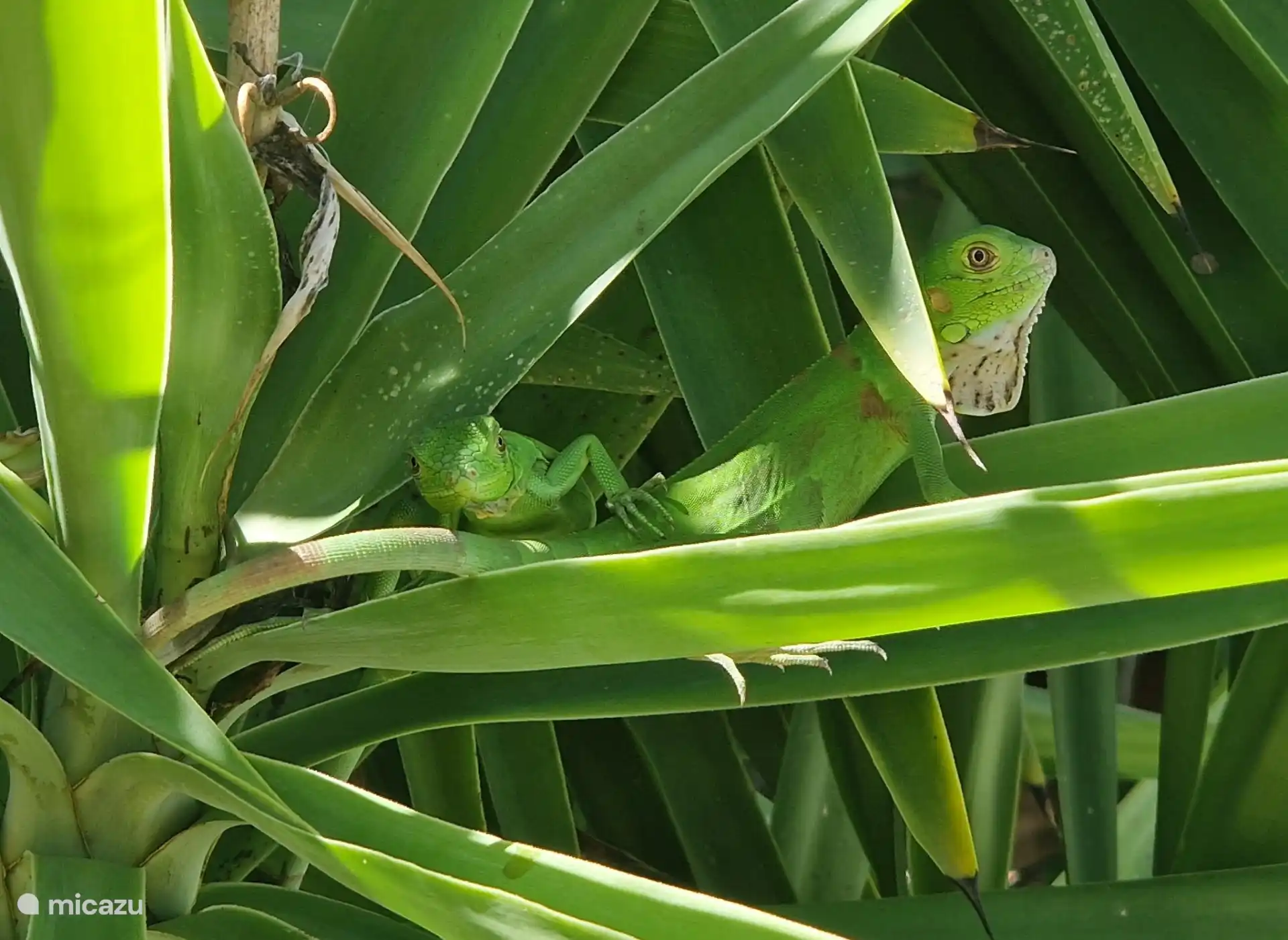 Jardin tropical avec iguanes