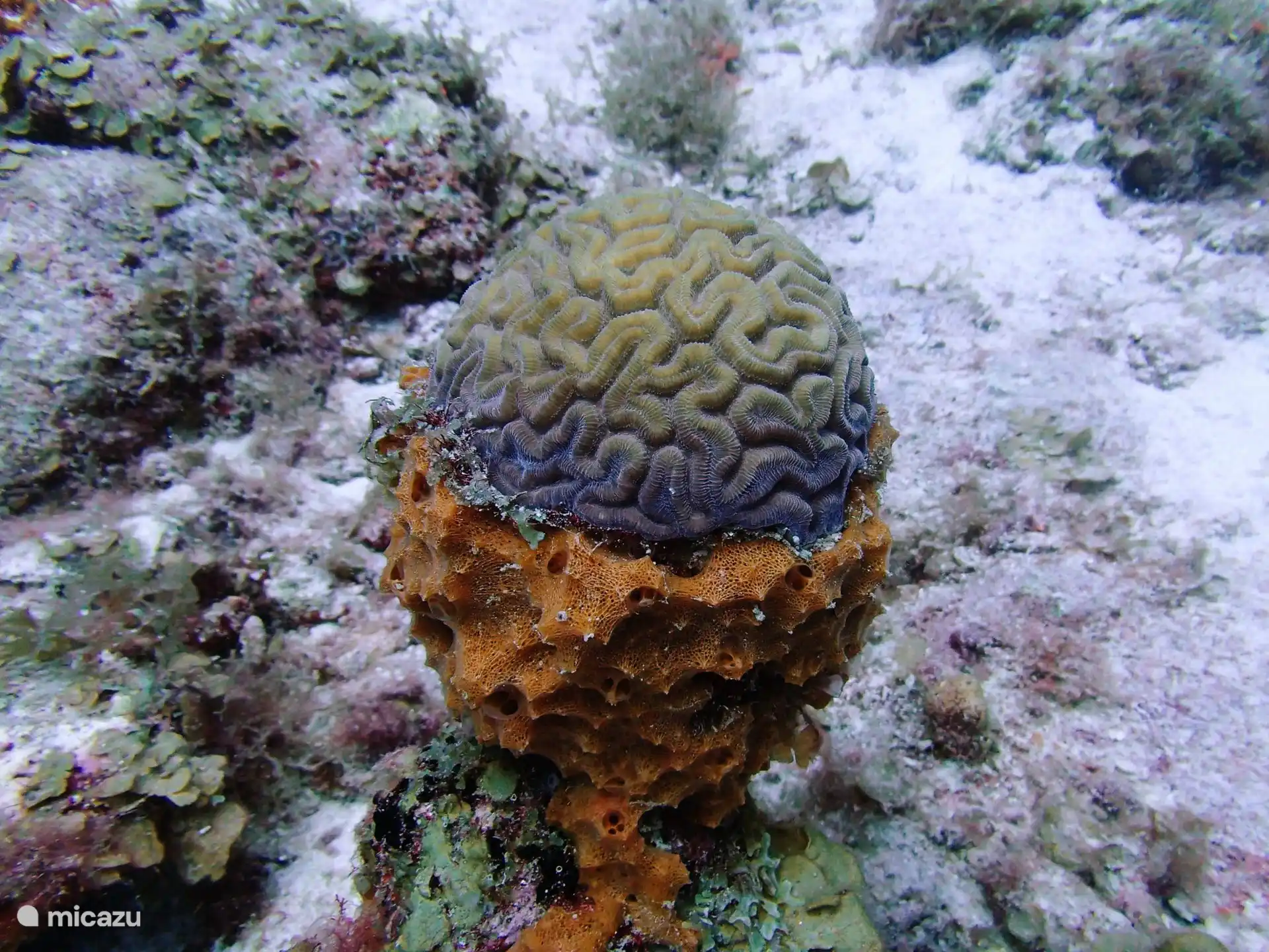 corail dans de belles couleurs