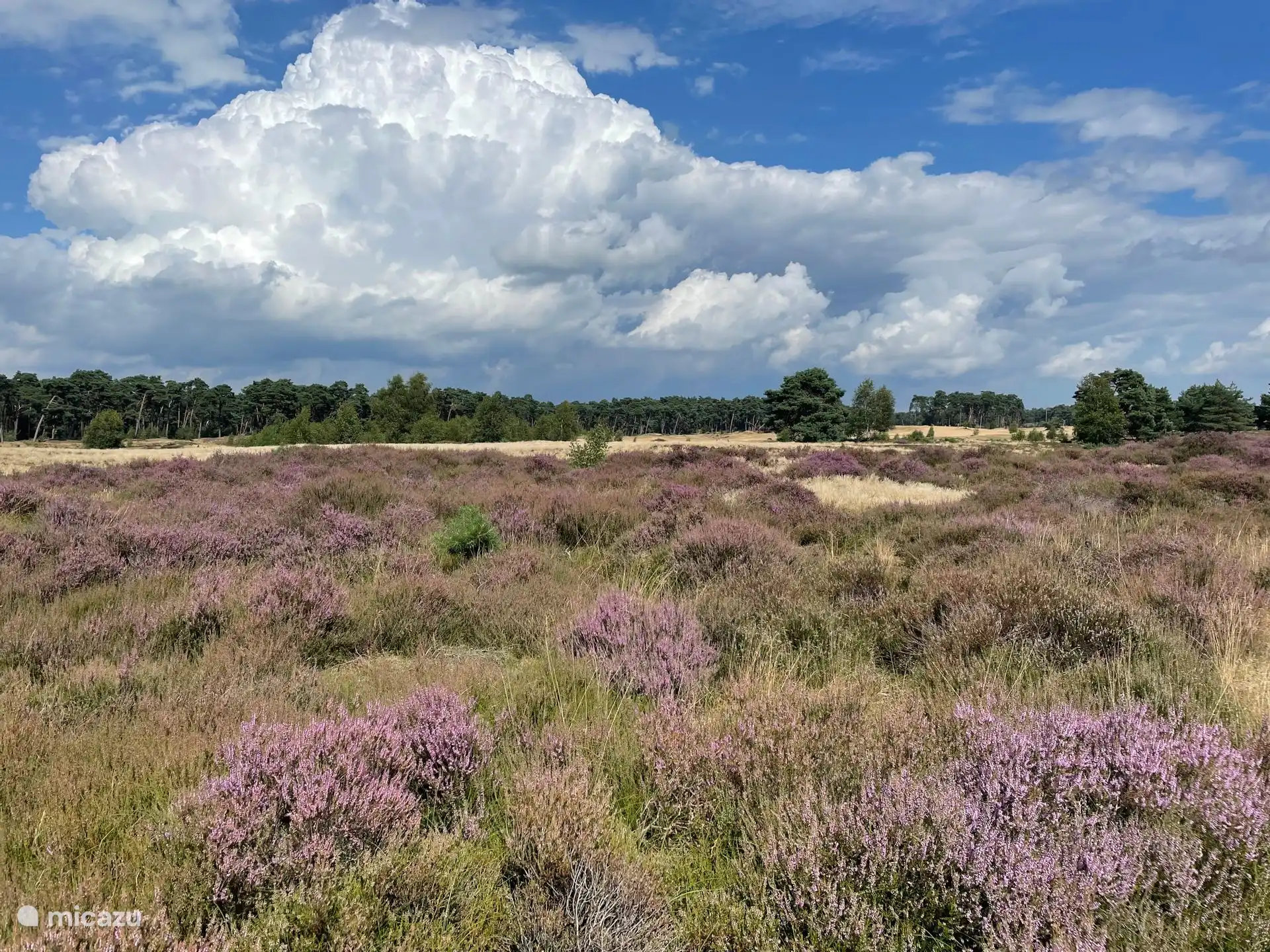 Heide - Wekeromse Zand