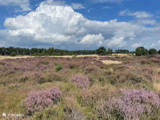 La Casa del Bosque en Países Bajos, Güeldres, Ede - casa vacacional Heide - Wekeromse Zand