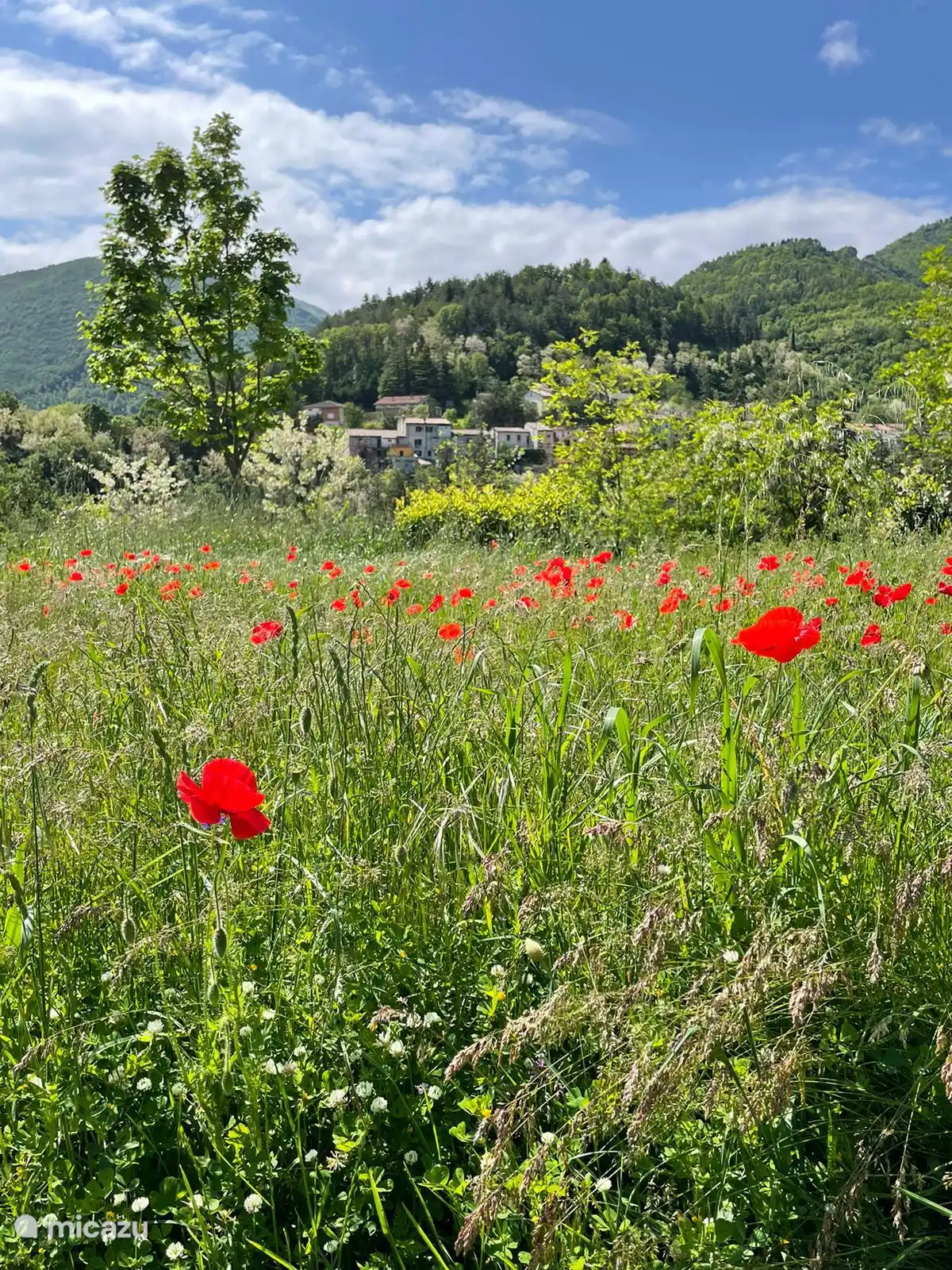 Vue sur la cour arrière
