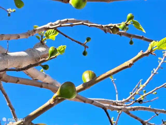 Pequeño Sueño | Espagne, Costa Blanca, Moraira - villa