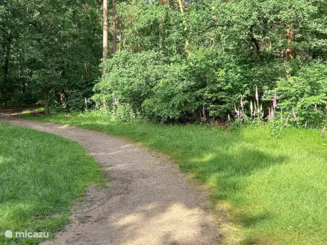 Sereno en Países Bajos, Güeldres, Hoenderloo - chalet Sendero forestal junto al parque