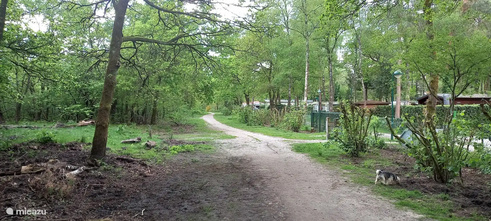 Bos direct aan het park